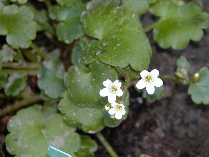 Romanzoffia Species, Sitka Mistmaiden