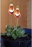 Calceolaria Walter Shrimpton