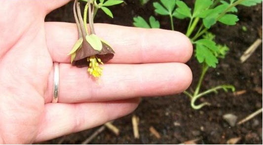 Aquilegia Species, Green-Flowered Columbine