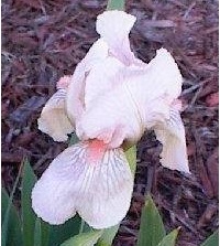 Standard Dwarf Bearded Iris Betsey Boo