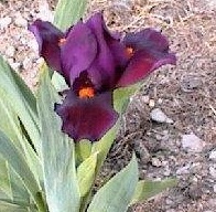 Standard Dwarf Bearded Iris Minidragon