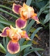 Standard Dwarf Bearded Iris Pele