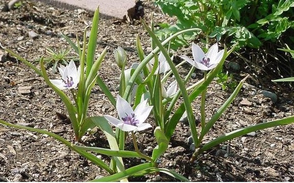 Species Tulip, Albocaerulea Oculata Group