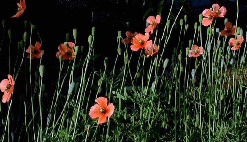 Papaver Species, Blindeyes, Long-Headed Poppy, Long-Pod Poppy