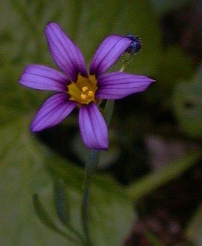 Eastern Blue-eyed Grass, Bicknell Blue-eyed Grass