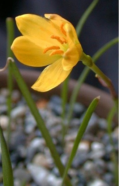 Smalls Rain Lily, Cooperia, Rainlily