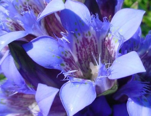 Gentiana Species, Crested Gentian