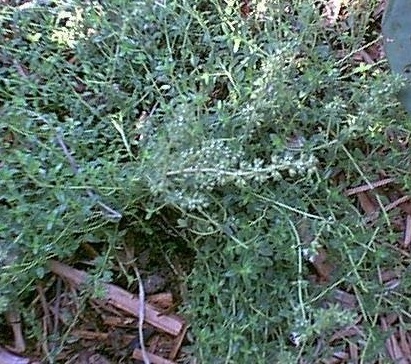 Thyme Clear Gold