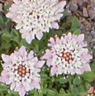 Pterocephalus Species, Pincushion Flower