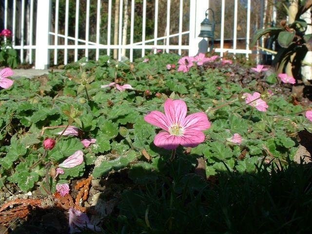 Erodium Species, Alpine Geranium, Cranesbill, Storksbill