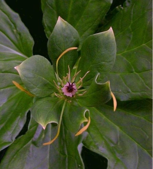 Paris Species