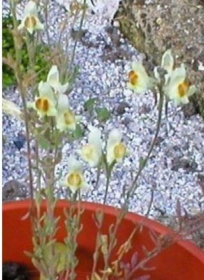 Linaria Species, Roadside Toadflax