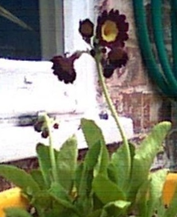 Primula Species, Border Auricula, Garden Primrose