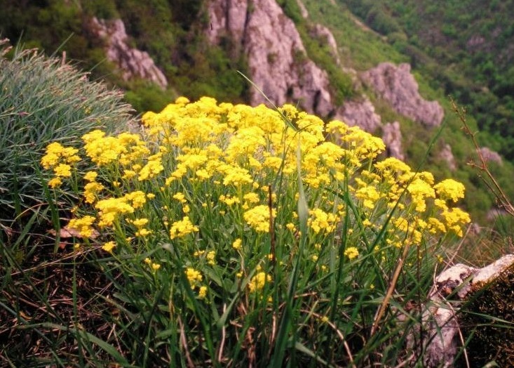Alyssum, Creeping Basket of Gold Mountain Gold