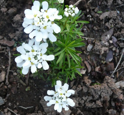 Iberis, Evergreen Candytuft Little Gem