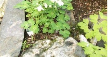 Aquilegia, Fan Columbine Cameo Mix