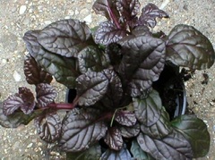 Ajuga, Bugle, Bugleweed, Carpet Bugle 'Bronze Heart'