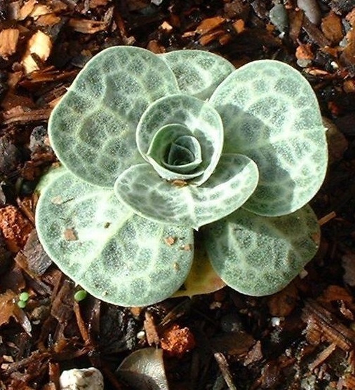 Bukiniczia Species