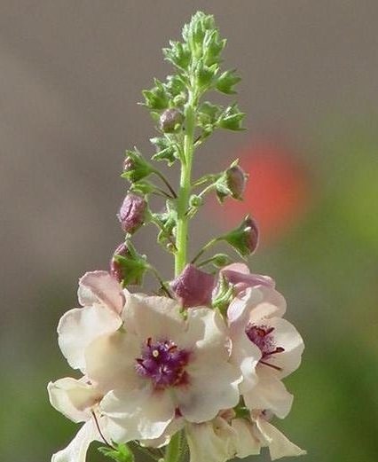 Species, Wild Verbascum, Mullein, Pink form