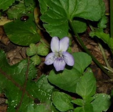 Viola Species, Common Dog Violet, Wood Violet