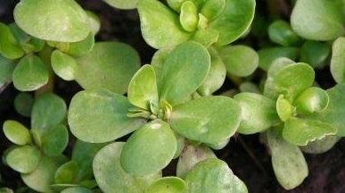 Golden Purslane