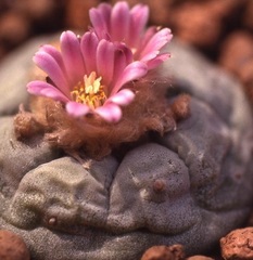 Lophophora Species, Dumpling Cactus, Mescal Button, Peyote