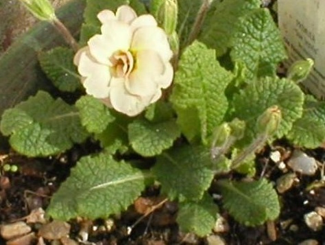 Primula, Double English Primrose Sue Jervis