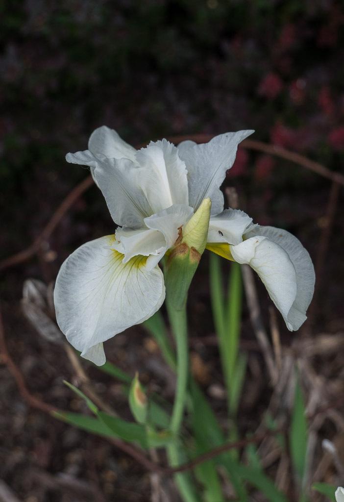 Siberian Iris King of Kings