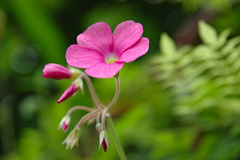 Oxalis Species, Bowie Woodsorrel, Cape Shamrock, Red-Flower Wood Sorrel