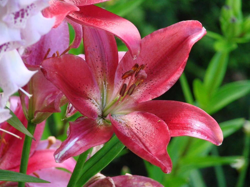 Longiflorum-Asiatic (L.A.) Hybrid Lily Mrs. Dani Arifin