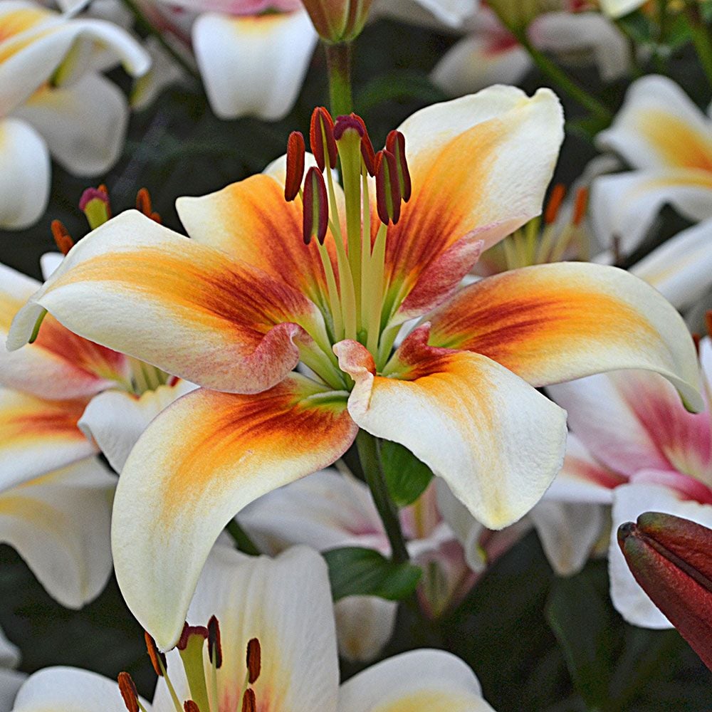 Asiatic Lily Tinos