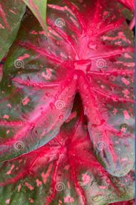 Caladium, Angel Wings, Fancy-Leafed Caladium, Heart of Jesus Kathleen