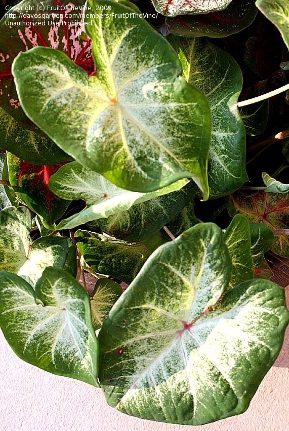 Caladium, Angel Wings, Fancy-Leafed Caladium, Heart of Jesus Aaron