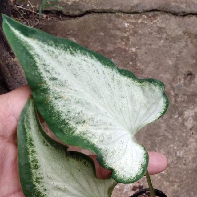 Caladium, Angel Wings, Lance-Leaf Caladium, Strap-Leaf Caladium White Wing
