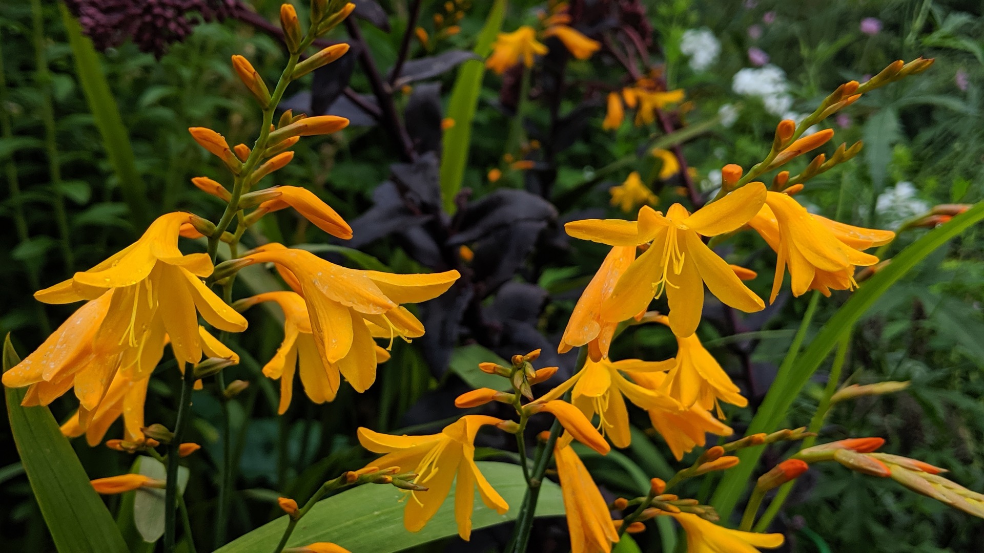 Crocosmia Coleton Fishacre