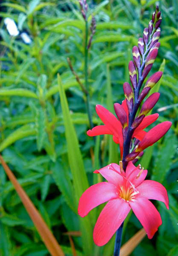 Crocosmia Little Redhead