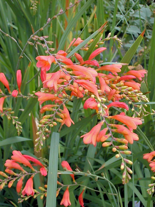 Crocosmia Culzean Pink