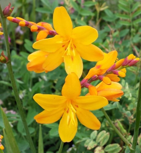 Crocosmia Columbus