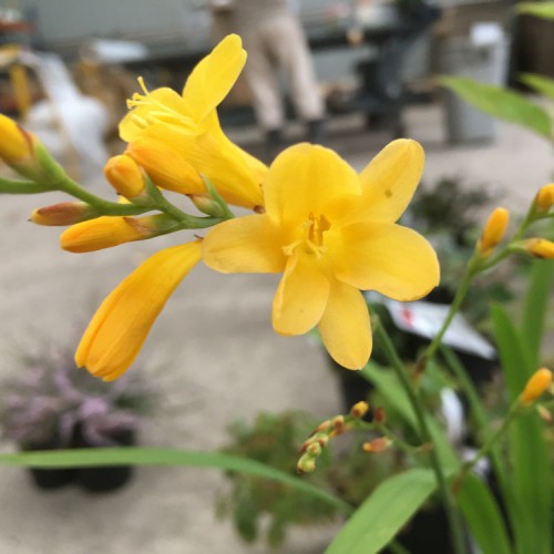 Crocosmia Honey Angels