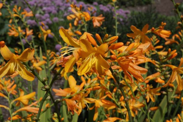 Crocosmia Morning Light