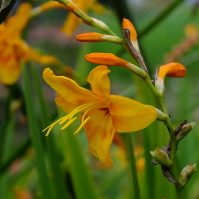 Crocosmia Lady Hamilton