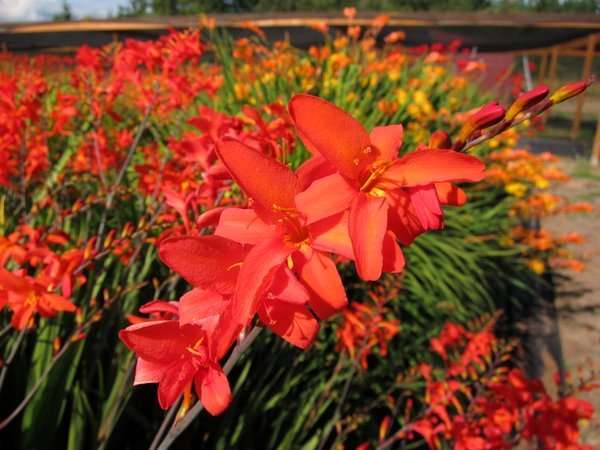 Crocosmia Lana De Savary