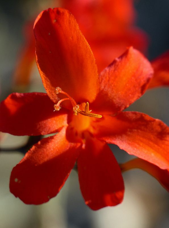 Crocosmia Mars