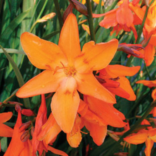 Crocosmia Star of the East