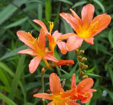 Crocosmia Amberglow
