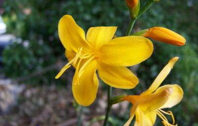 Crocosmia Custard Cream