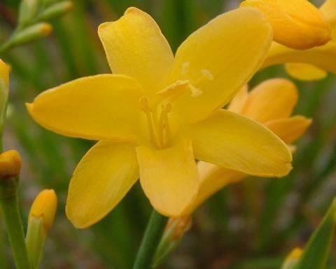 Crocosmia Fleuve-Jaune