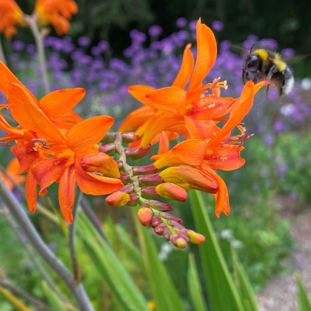 Crocosmia Zeal Giant