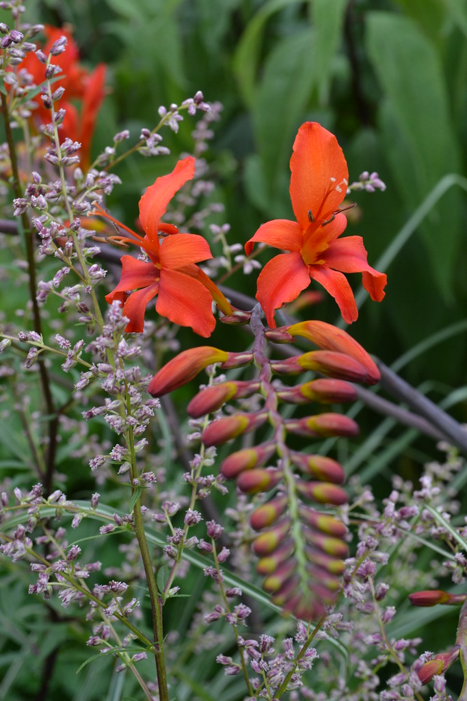Crocosmia David Fitt