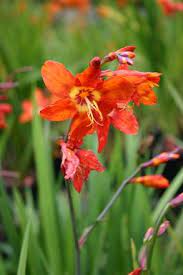 Crocosmia Plaisir